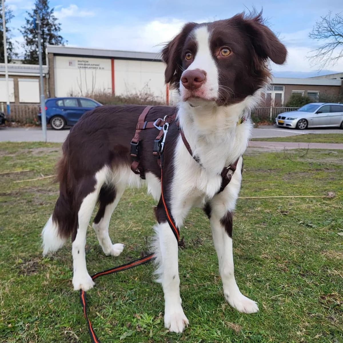 Adoptiepagina: Leo, male Border Collie for adoption at ROZE Eindhoven — photo 2 of 3