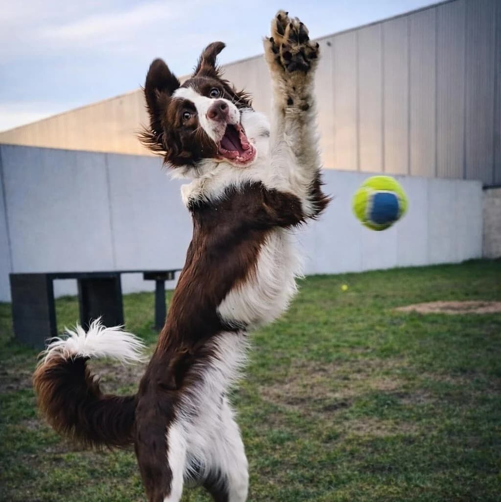 Adoptiepagina: Leo, male Border Collie for adoption at ROZE Eindhoven — photo 3 of 3