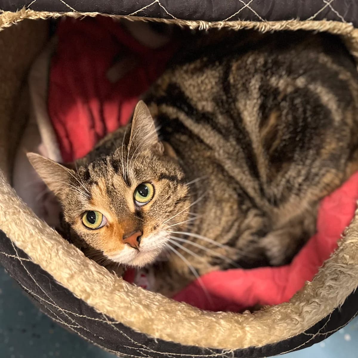 Adoptiepagina: Nairobi, female mixed breed for adoption at ROZE Eindhoven