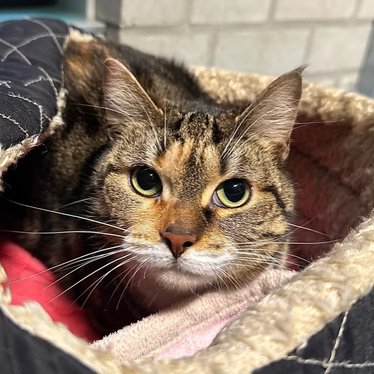 Adoptiepagina: Nairobi, female mixed breed for adoption at ROZE Eindhoven — photo 2 of 3