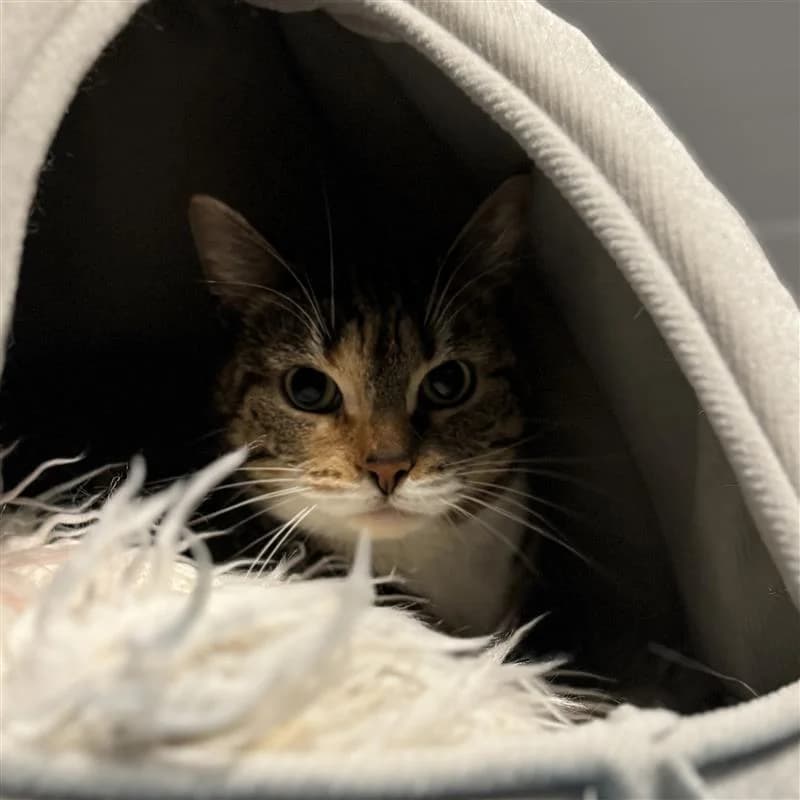 Adoptiepagina: Nairobi, female mixed breed for adoption at ROZE Eindhoven — photo 3 of 3