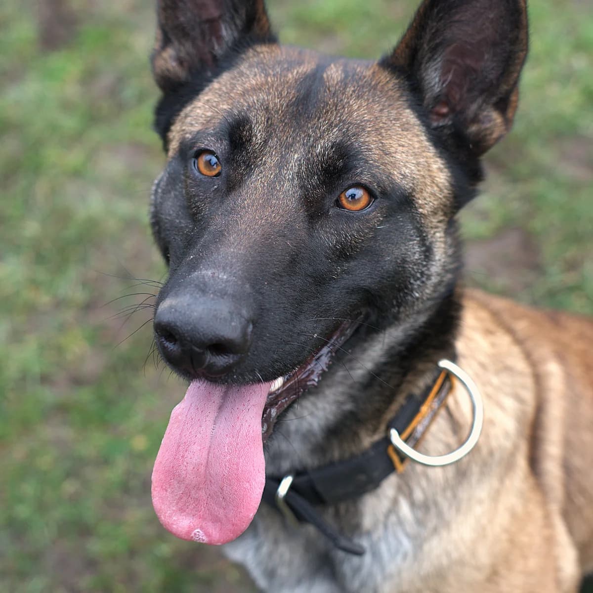 Adoptiepagina: Zara, female 3yo mixed breed for adoption at ROZE Eindhoven