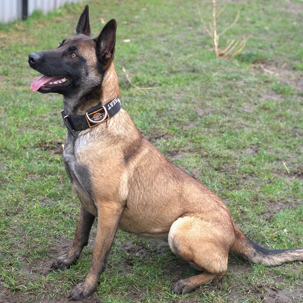 Adoptiepagina: Zara, female mixed breed for adoption at ROZE Eindhoven — photo 2 of 3