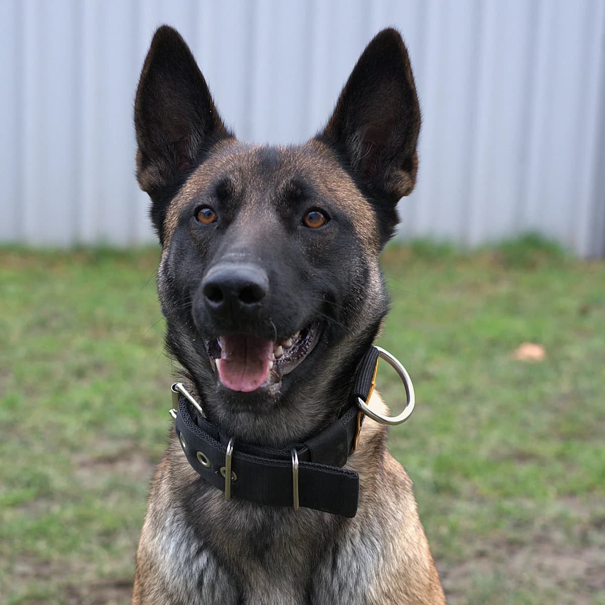 Adoptiepagina: Zara, female mixed breed for adoption at ROZE Eindhoven — photo 3 of 3