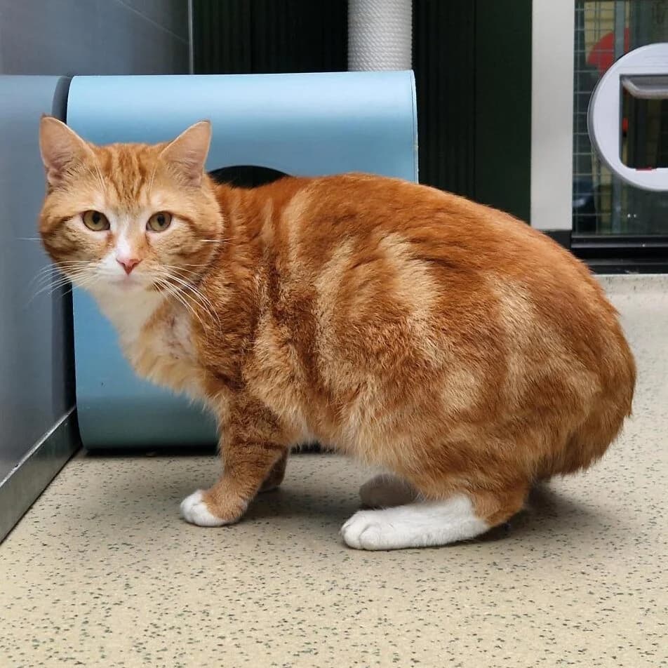 Adoptiepagina: Diego, male young mixed breed for adoption at ROZE Eindhoven