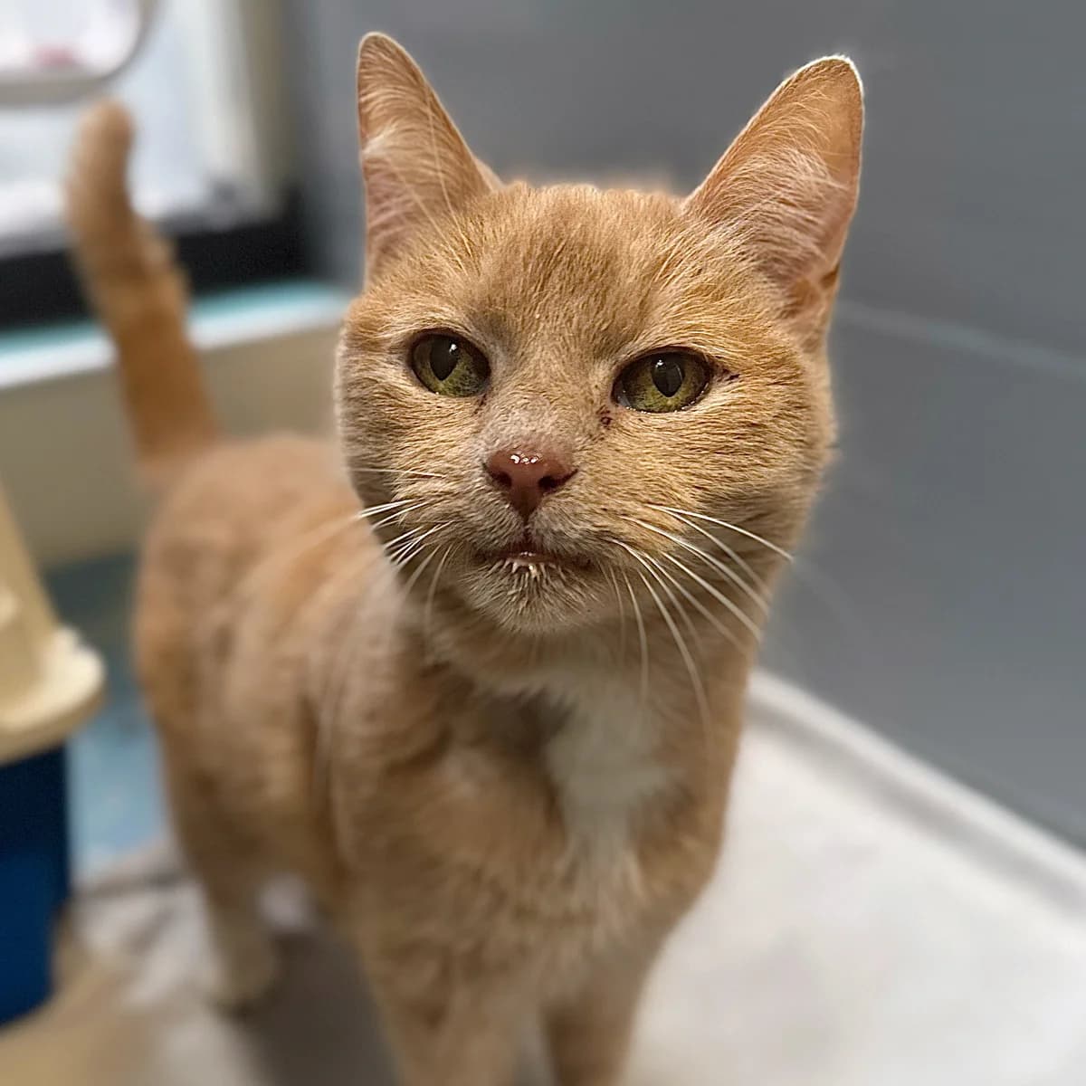 Adoptiepagina: Chanel, female mixed breed for adoption at ROZE Eindhoven