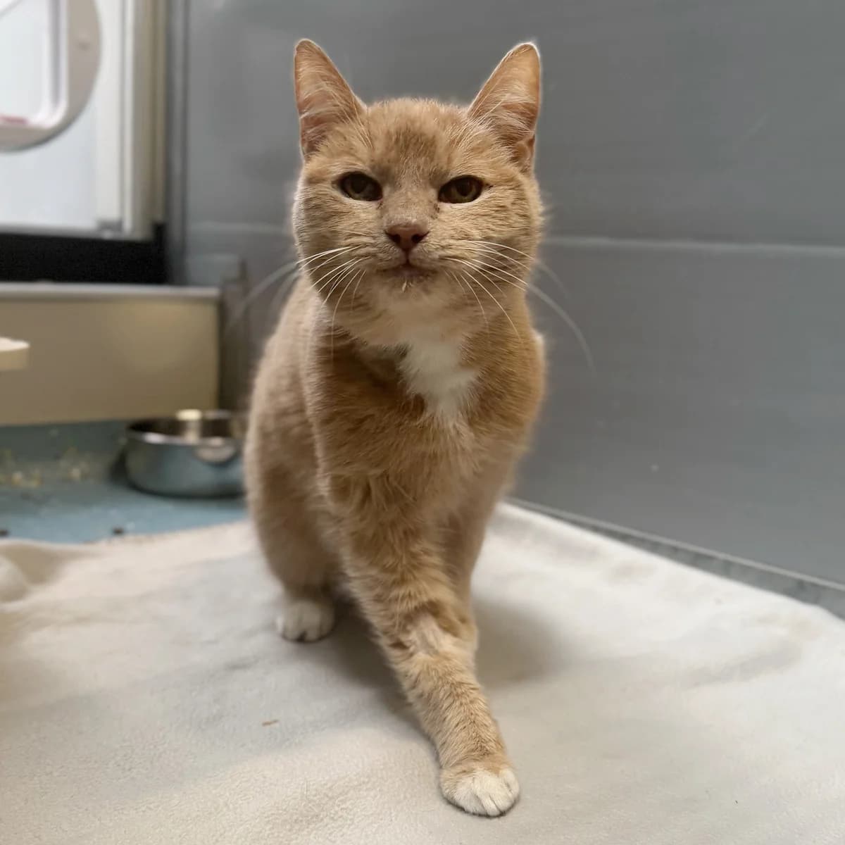 Adoptiepagina: Chanel, female mixed breed for adoption at ROZE Eindhoven — photo 2 of 2