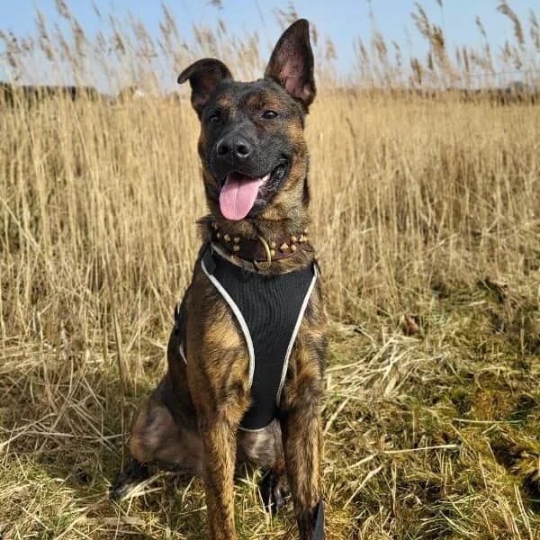 Adoptiepagina: Cody, male young mixed breed for adoption at ROZE Eindhoven