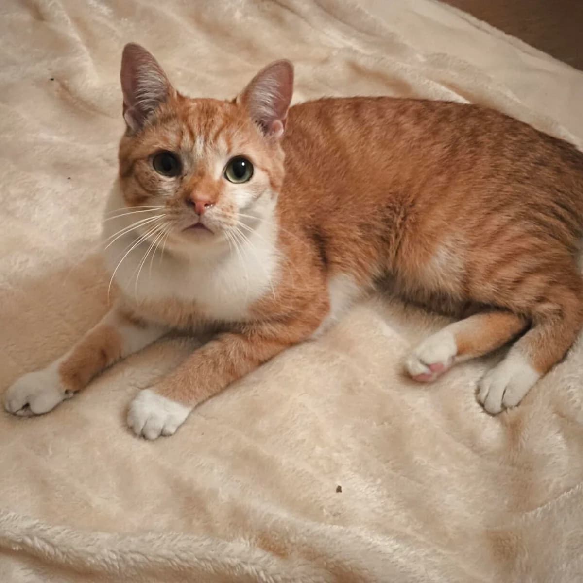 Adoptiepagina, male 3yo mixed breed for adoption at ROZE Eindhoven
