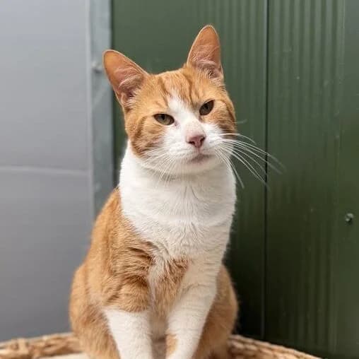 Adoptiepagina,  (ROZE Eindhoven)