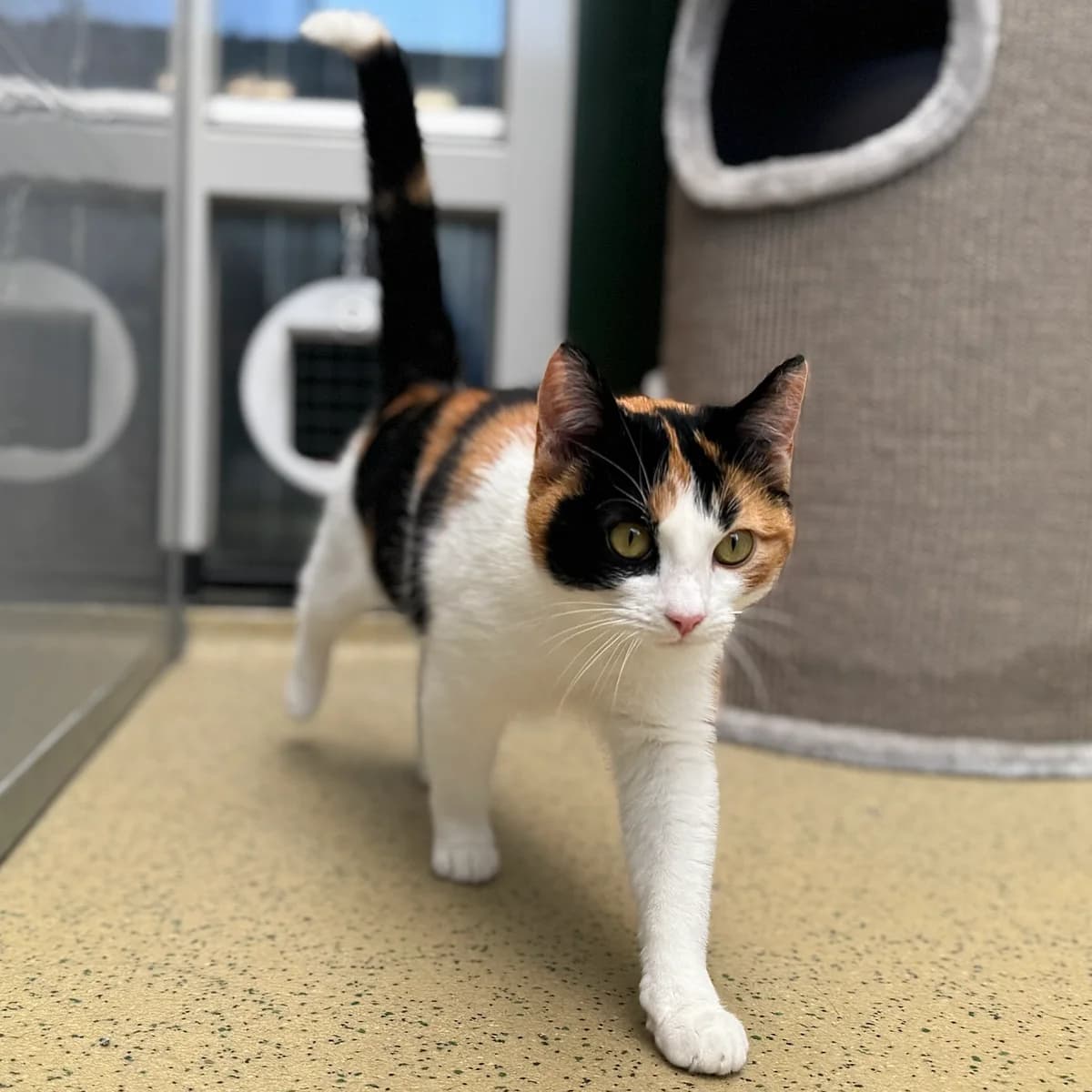 Adoptiepagina: Gaja, female mixed breed for adoption at ROZE Eindhoven