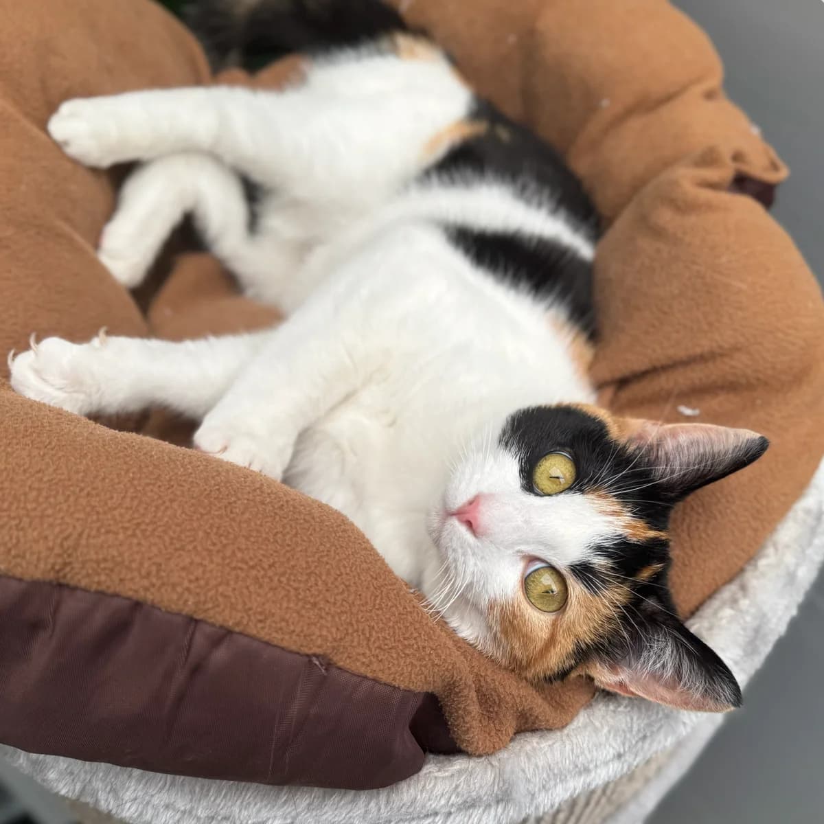 Adoptiepagina: Gaja, female mixed breed for adoption at ROZE Eindhoven — photo 2 of 2