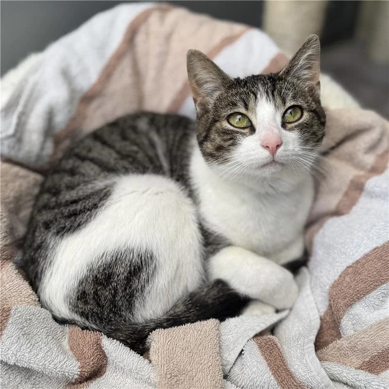 Adoptiepagina: Pien, female mixed breed for adoption at ROZE Eindhoven