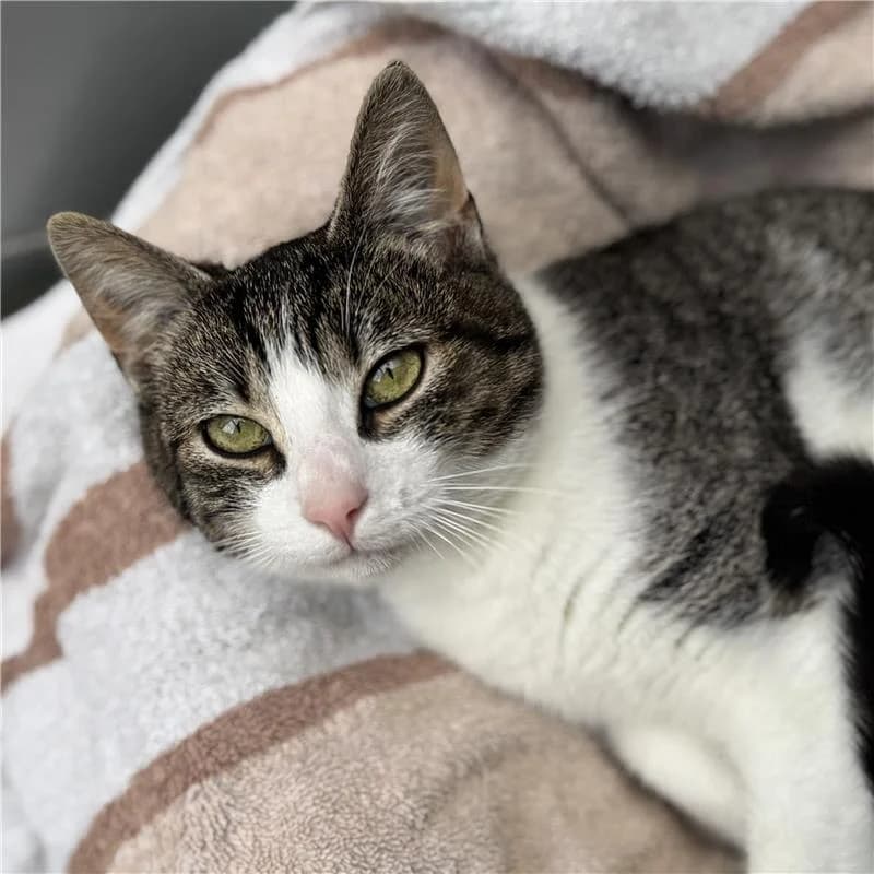 Adoptiepagina: Pien, female mixed breed for adoption at ROZE Eindhoven — photo 2 of 2