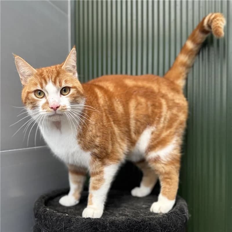 Adoptiepagina: Jupiter, male mixed breed for adoption at ROZE Eindhoven