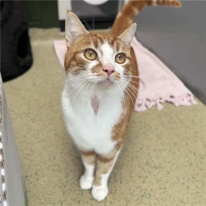 Adoptiepagina: Jupiter, male mixed breed for adoption at ROZE Eindhoven — photo 2 of 3