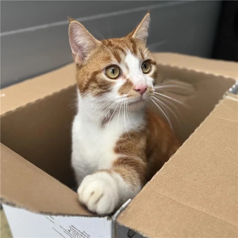 Adoptiepagina: Jupiter, male mixed breed for adoption at ROZE Eindhoven — photo 3 of 3