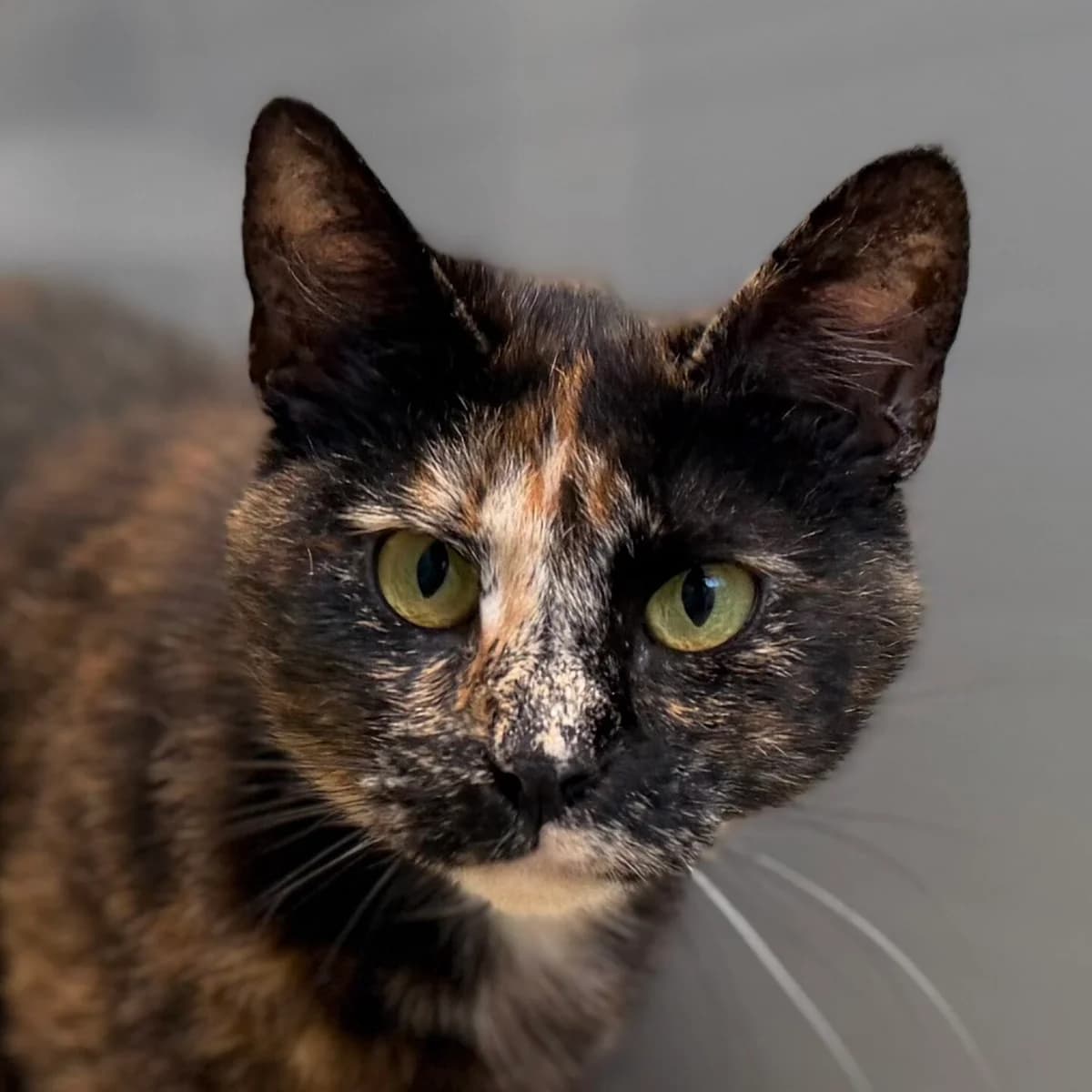 Adoptiepagina: Vi, female 5yo mixed breed for adoption at ROZE Eindhoven