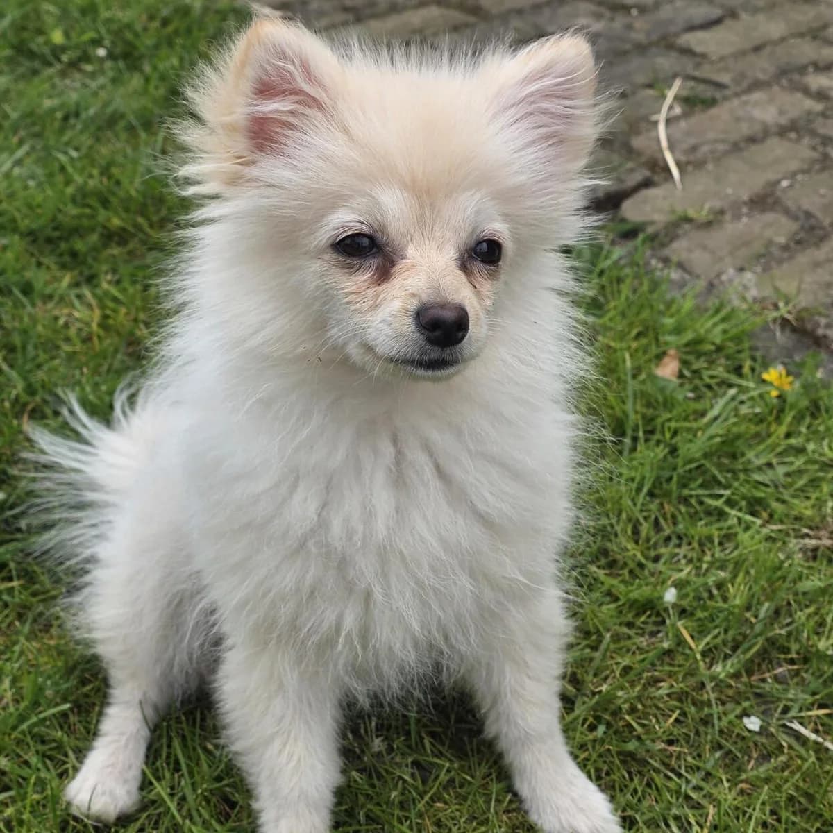 Adoptiepagina: Gigi, female Pomeranian for adoption at ROZE Eindhoven