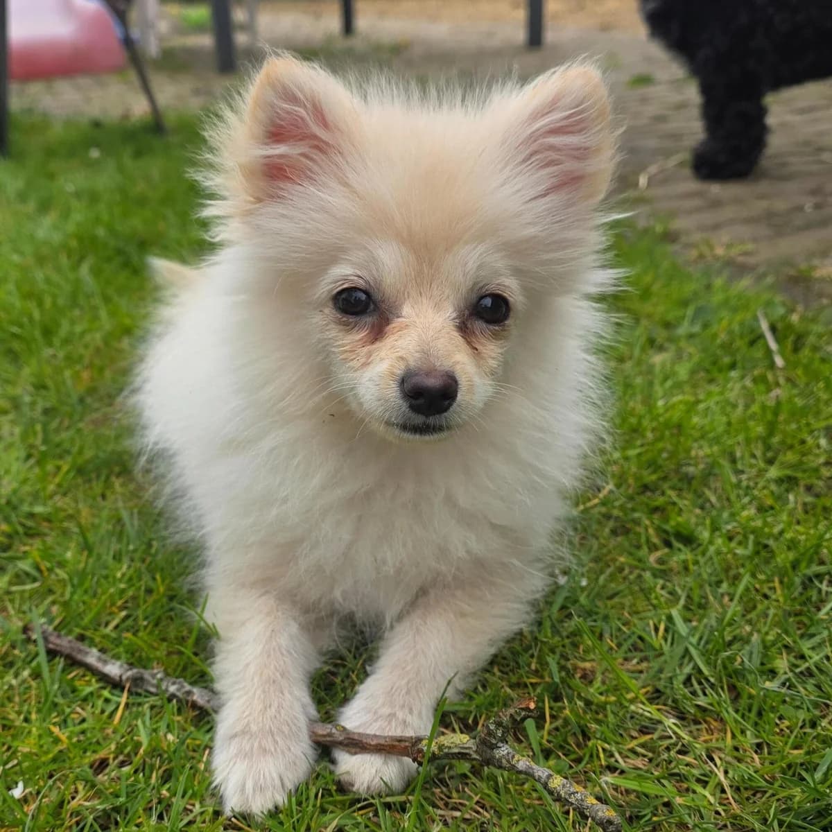 Adoptiepagina: Gigi, female Pomeranian for adoption at ROZE Eindhoven — photo 2 of 3