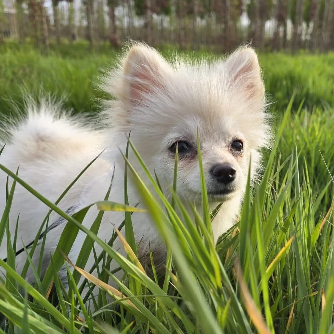 Adoptiepagina: Gigi, female Pomeranian for adoption at ROZE Eindhoven — photo 3 of 3