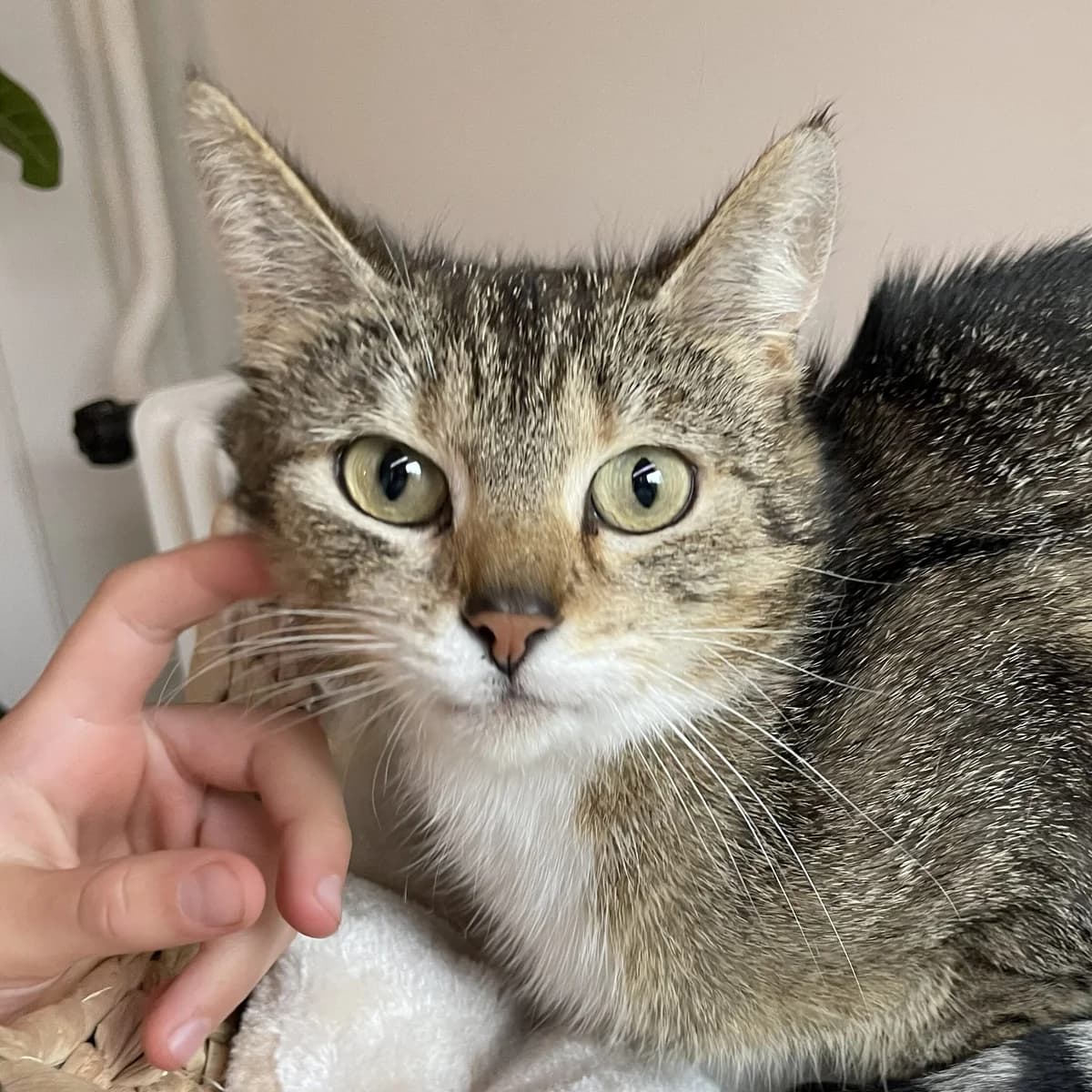 Adoptiepagina: Mamasita, female young mixed breed for adoption at ROZE Eindhoven