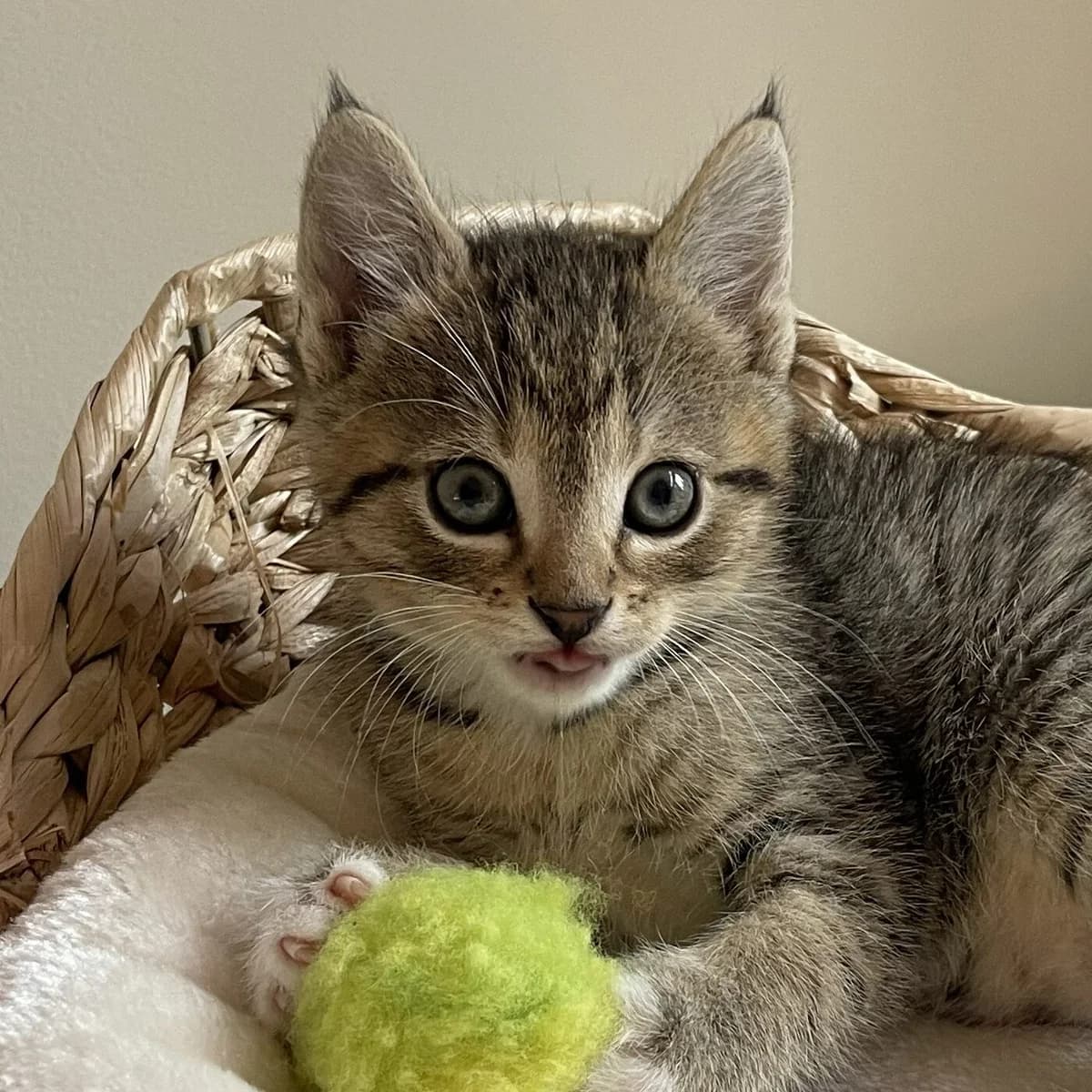 Adoptiepagina: Nacho, male puppy European Shorthair for adoption at ROZE Eindhoven