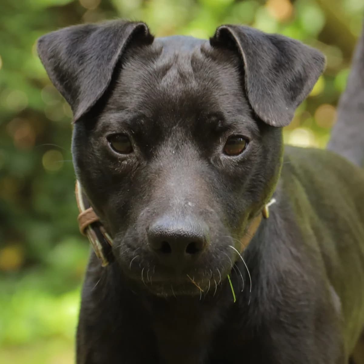 Adoptiepagina: Paddy, male 3yo mixed breed for adoption at ROZE Eindhoven