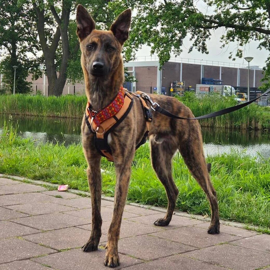 Adoptiepagina: Spider, male young mixed breed for adoption at ROZE Eindhoven