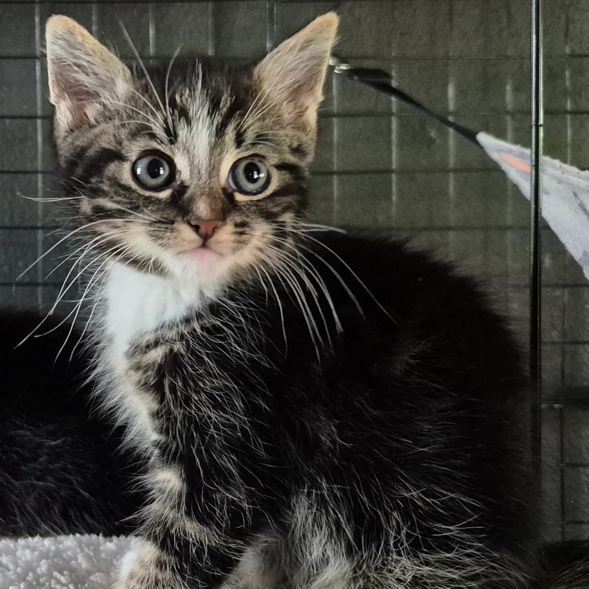 Adoptiepagina: Kitten Ying, male puppy European Shorthair for adoption at ROZE Eindhoven