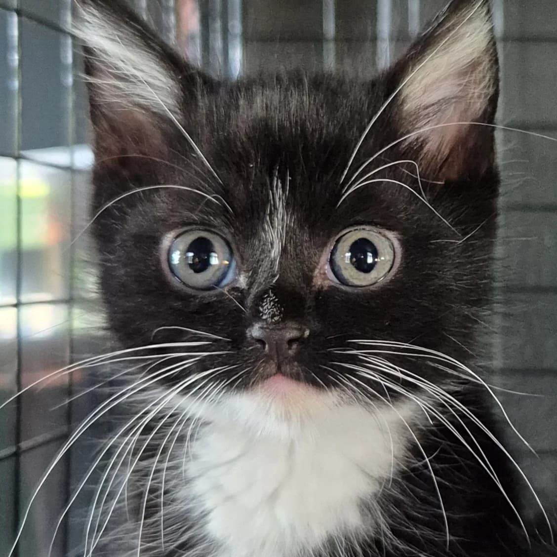 Adoptiepagina: kitten Yang, female puppy European Shorthair for adoption at ROZE Eindhoven