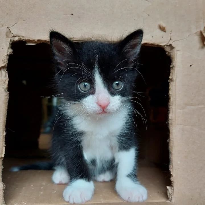 Adoptiepagina: Kitten Lyon, male puppy European Shorthair for adoption at ROZE Eindhoven