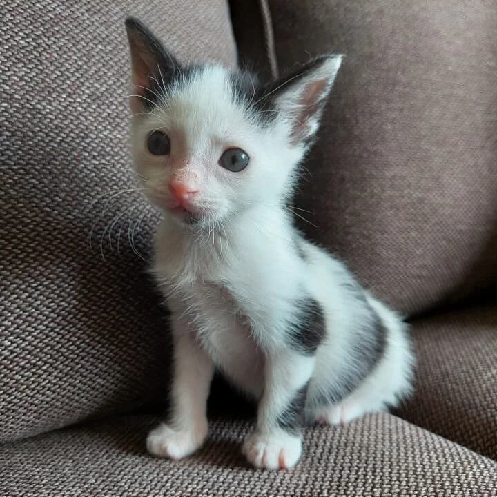 Adoptiepagina: Kitten Perth, male puppy European Shorthair for adoption at ROZE Eindhoven