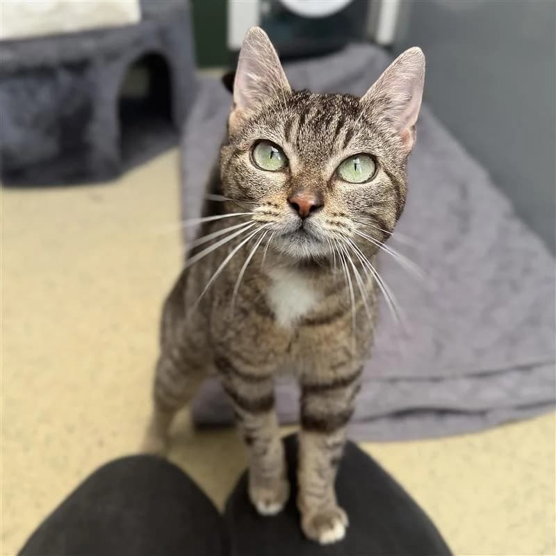 Adoptiepagina, female 3yo mixed breed for adoption at ROZE Eindhoven