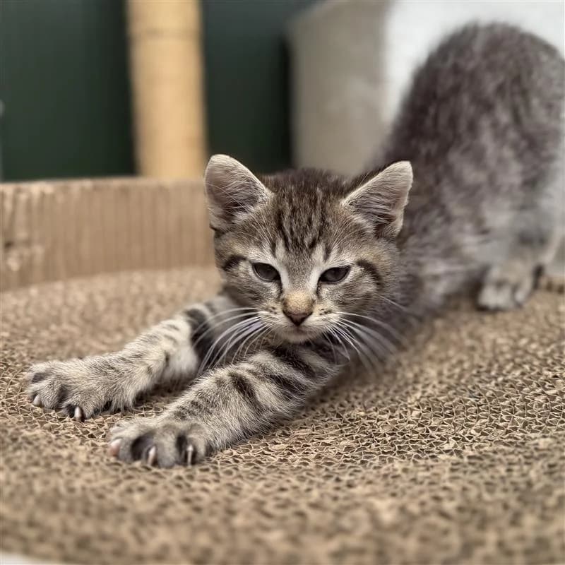 Adoptiepagina, male European Shorthair for adoption at ROZE Eindhoven
