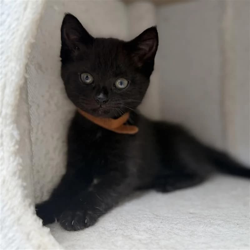 Adoptiepagina, zwart female European Shorthair for adoption at ROZE Eindhoven