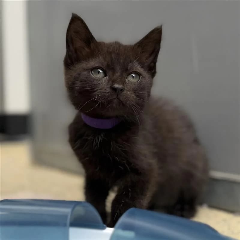 Adoptiepagina, female European Shorthair for adoption at ROZE Eindhoven
