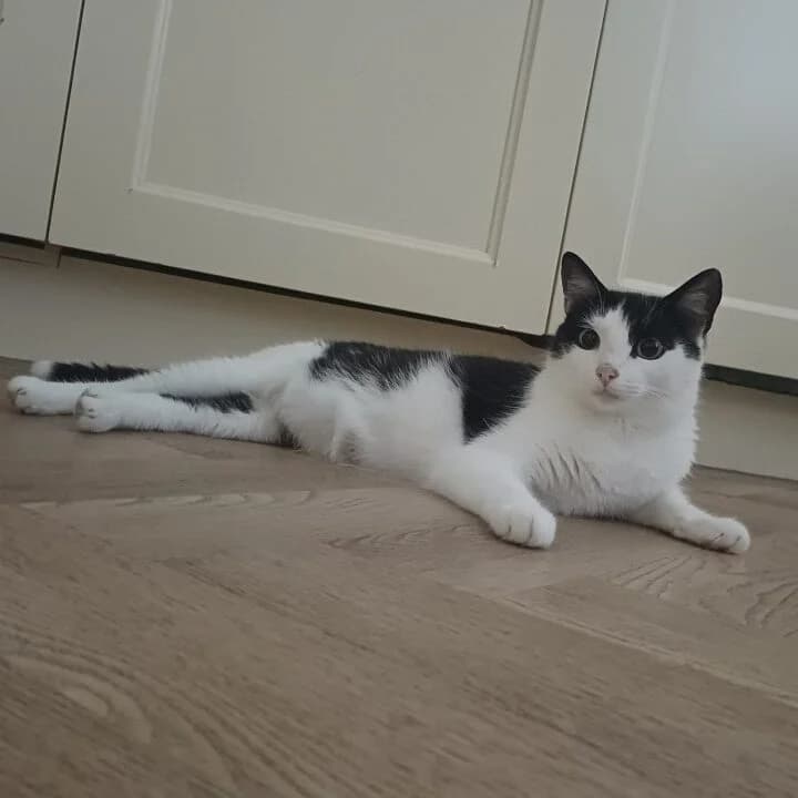 Adoptiepagina: Malmö, female young mixed breed for adoption at ROZE Eindhoven