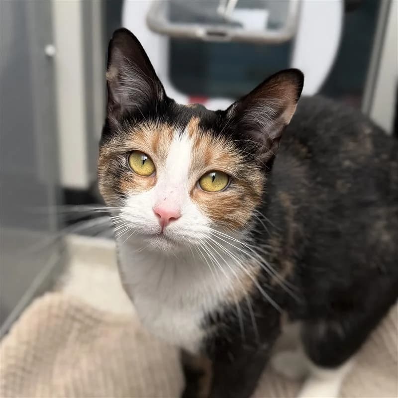 Adoptiepagina: Lomma, female young mixed breed for adoption at ROZE Eindhoven