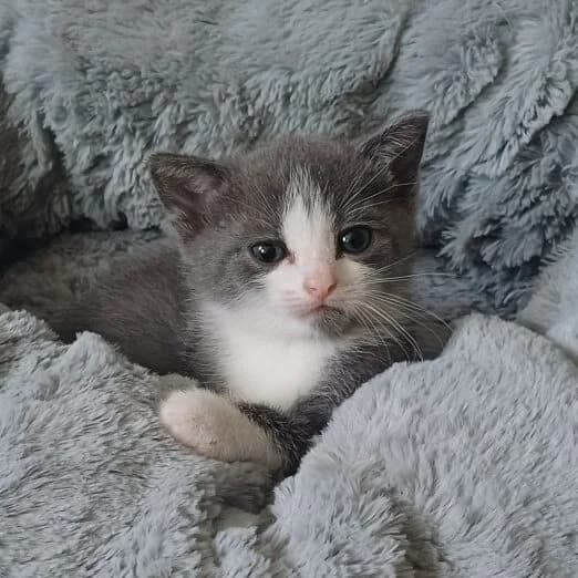 Adoptiepagina: Kitten Fika, female puppy European Shorthair for adoption at ROZE Eindhoven