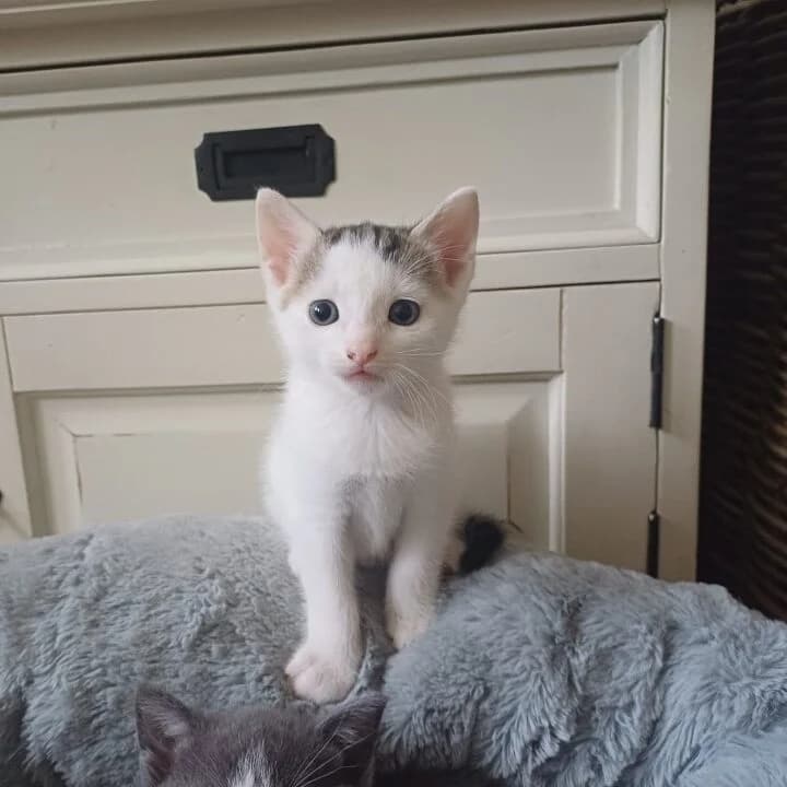 Adoptiepagina: Kitten Bjorn, male puppy European Shorthair for adoption at ROZE Eindhoven