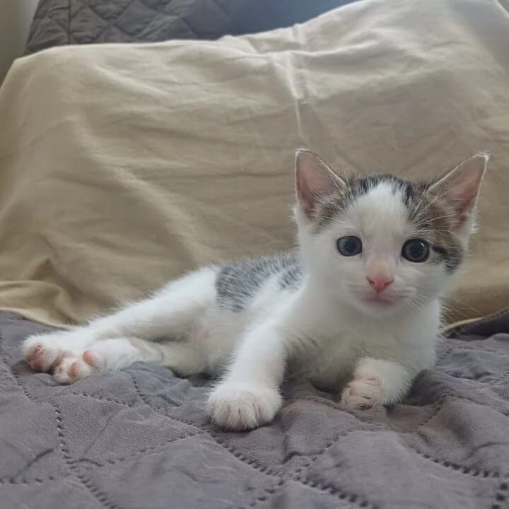 Adoptiepagina: Kitten Ivar, male puppy European Shorthair for adoption at ROZE Eindhoven