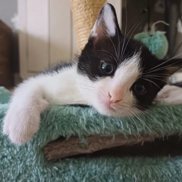 Adoptiepagina: Kitten Freya, female puppy European Shorthair for adoption at ROZE Eindhoven