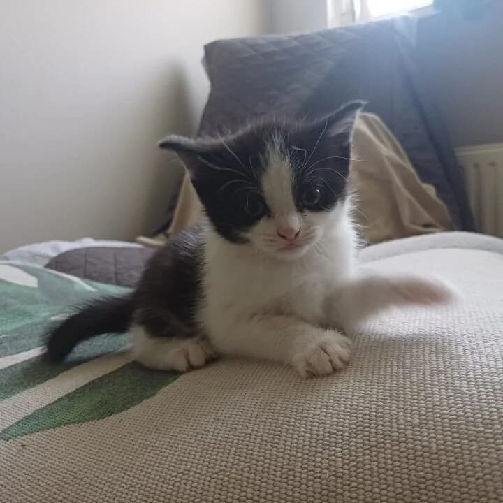 Adoptiepagina: Kitten Moa, male puppy European Shorthair for adoption at ROZE Eindhoven