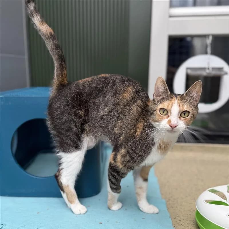 Adoptiepagina, female mixed breed for adoption at ROZE Eindhoven