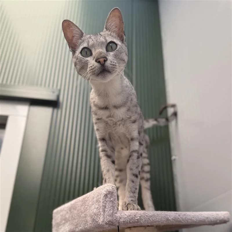 Adoptiepagina,  (ROZE Eindhoven)