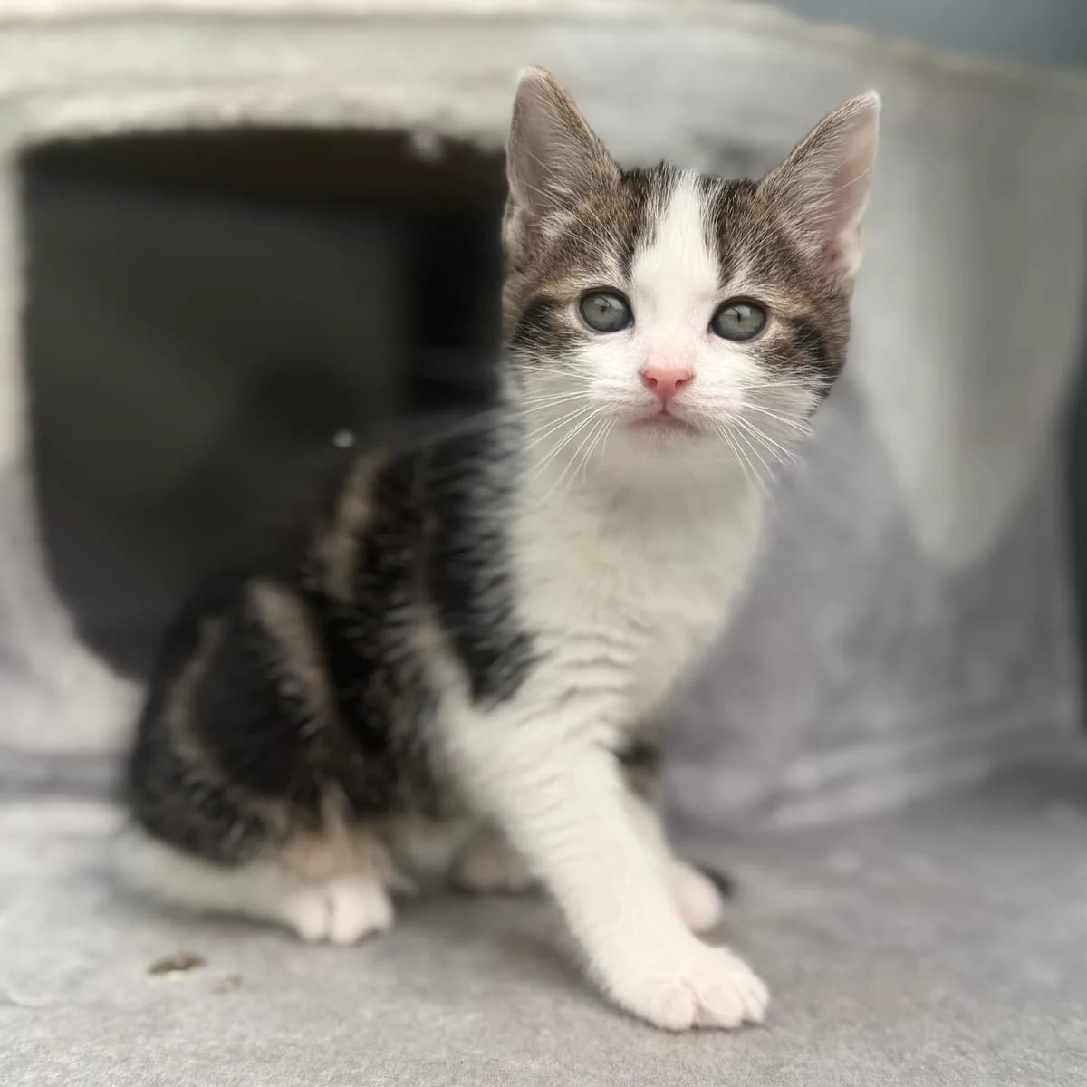 Adoptiepagina: Van, male puppy European Shorthair for adoption at ROZE Eindhoven