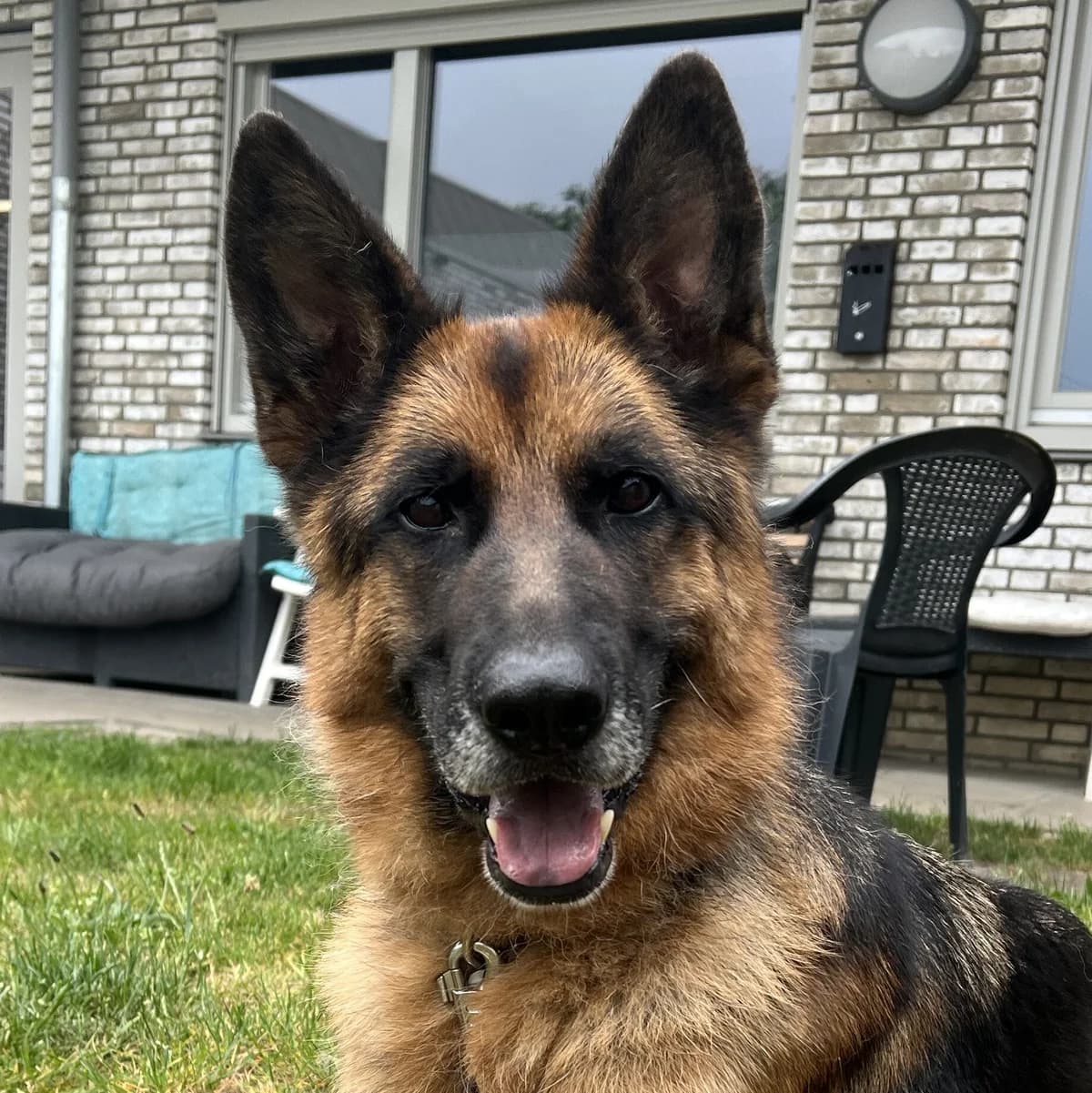 Adoptiepagina: Trier, male 5yo mixed breed for adoption at ROZE Eindhoven