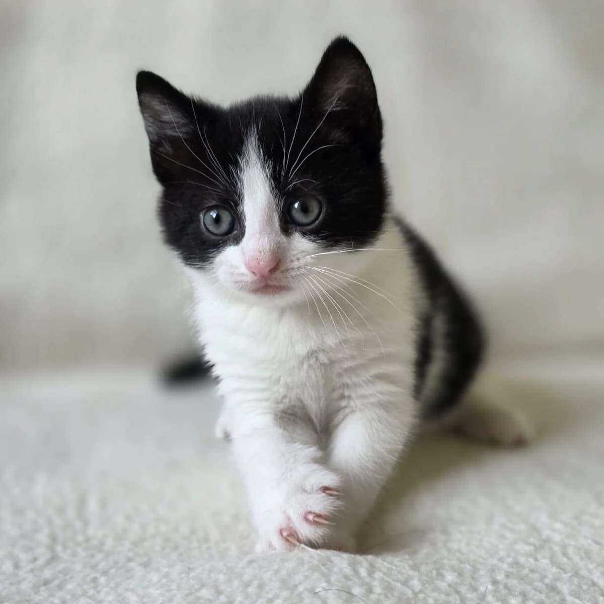 Adoptiepagina: Kitten Marrakesh,  puppy European Shorthair for adoption at ROZE Eindhoven