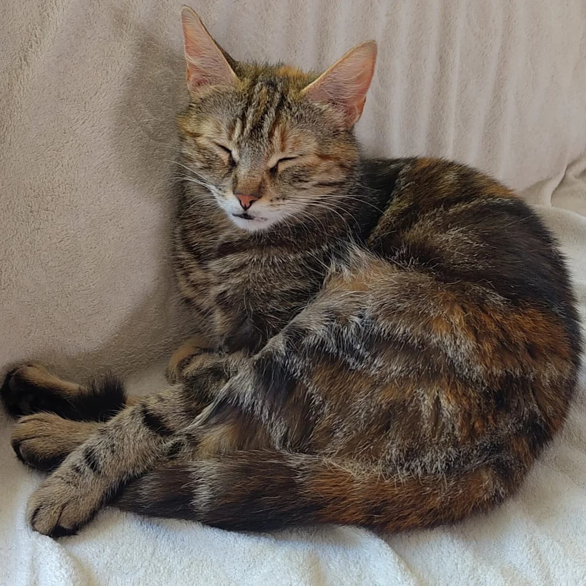 Adoptiepagina, female young mixed breed for adoption at ROZE Eindhoven